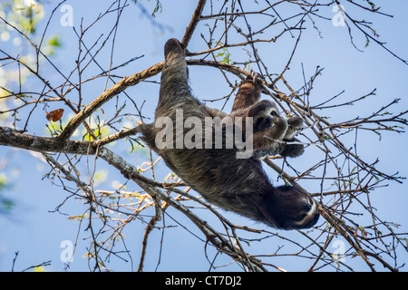 Il bradipo (Bradypus variegatus) la madre e il bambino rovistando su Isla Carenero, Bocas del Toro, Panama. Foto Stock