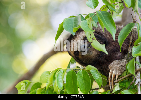 Il bradipo (Bradypus variegatus) foraggio su Isla Carenero, Bocas del Toro, Panama.