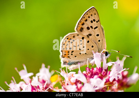 Comune, blu Polyommatus icarus su una selvaggia thmye Foto Stock