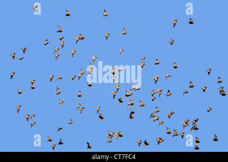 Gregge di spotted sandgrouse (Pterocles burchelli) in volo, Kgalagadi Parco transfrontaliero, Sud Africa Foto Stock