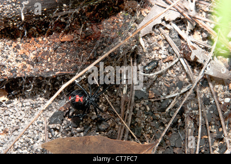 Black Widow Spider (Latrodectus mactans) Foto Stock