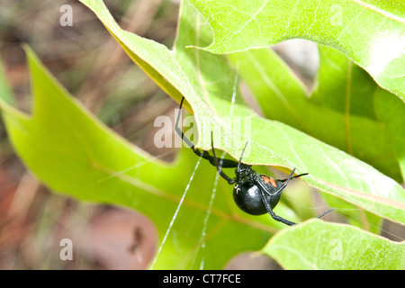 Black Widow Spider (Latrodectus mactans) Foto Stock