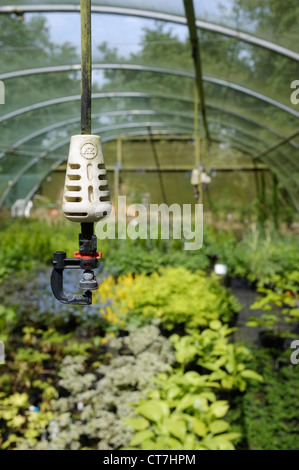 Acqua sistema sprinkler in un impianto commerciale crescente vivaio Foto Stock