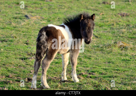 Marrone e bianco pony Shetland puledro Foto Stock