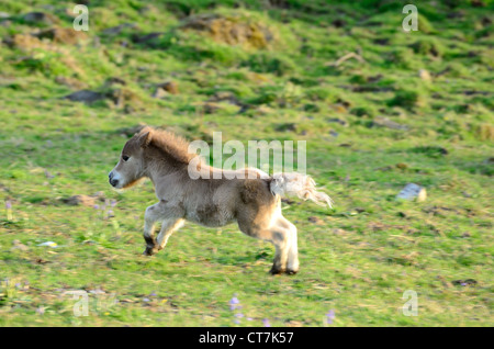 Al galoppo pony Shetland sul puledro Dartmoor Foto Stock