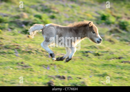 Un galoppo pony Shetland sul puledro Dartmoor Foto Stock