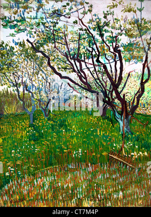 La Fioritura Orchard 1888 Vincent van Gogh 1853-1890 Paesi Bassi Paesi Bassi Foto Stock