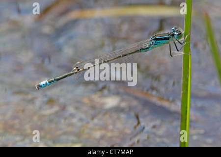Appollaiato scarse Blu-tailed Damselfly Foto Stock