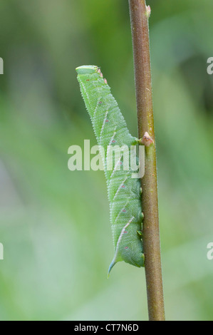 Caterpillar del Eyed Hawk Moth sullo stelo di Willow che mostra eccellente dettaglio. RSPB Dungeness, Kent, Regno Unito Foto Stock