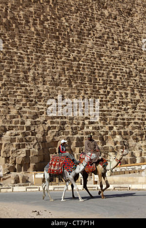 Cammelli presso la Grande Piramide di Cheope, Giza, Egitto Foto Stock