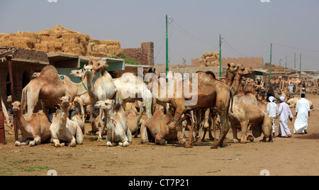 Mercato di cammelli in Birqash, Il Cairo, Egitto Foto Stock