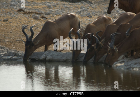 Red Hartebeest (Alcelaphus caama) a waterhole nel Parco Nazionale Etosha Namibia Foto Stock