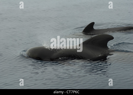 A breve alettato Balene Pilota (Globicephala macrorhynchus) al di fuori delle isole Canarie Foto Stock