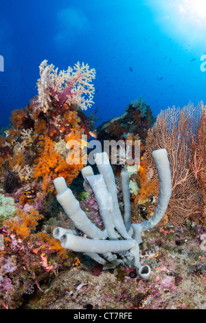 Spugna di tubo sulla barriera corallina in Raja Ampat, Indonesia Foto Stock