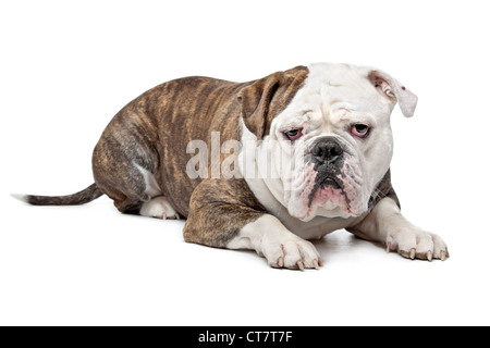 Vecchio Bulldog inglese di fronte a uno sfondo bianco Foto Stock
