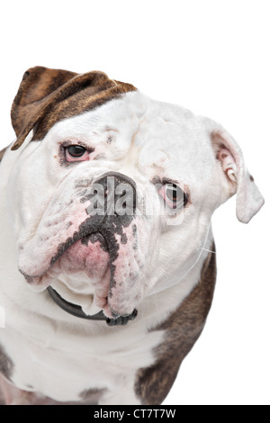 Vecchio Bulldog inglese di fronte a uno sfondo bianco Foto Stock