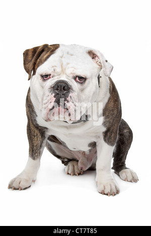 Vecchio Bulldog inglese di fronte a uno sfondo bianco Foto Stock