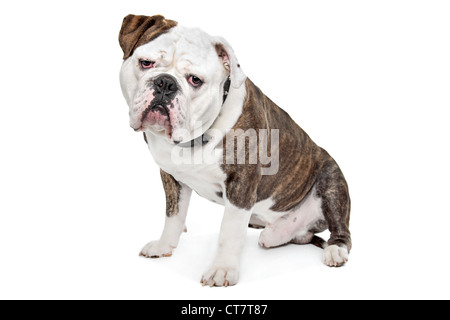 Vecchio Bulldog inglese di fronte a uno sfondo bianco Foto Stock