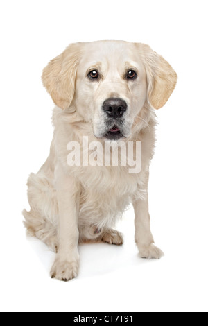 Il Golden Retriever di fronte a uno sfondo bianco Foto Stock