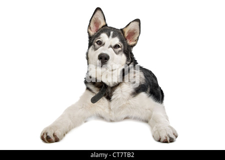 Alaskan Malamute cucciolo di fronte a uno sfondo bianco Foto Stock