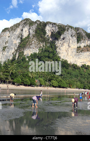 Donne locali la raccolta di molluschi e crostacei con la bassa marea sulla Spiaggia Ao Nang in Krabi. Foto Stock