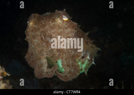 Seppie in stretto di Lembeh, Indonesia Foto Stock