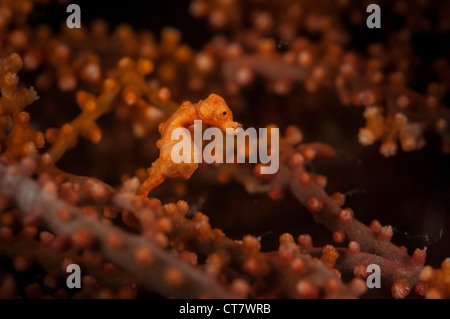 Pygymy Sea Horse (Hippocampus denise) in stretto di Lembeh dell Indonesia Foto Stock