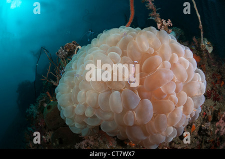 Gamberetti commensali (Periclemenes tosaensis) di uva coral (Physogyra lechtensteini) su di Batu Sandar 3 sito di immersione, Lembeh strait Foto Stock