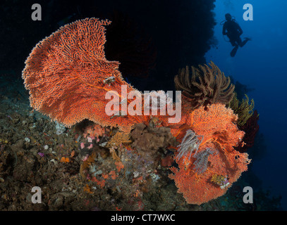 Sommozzatore su dell'Angelo divesite finestra in stretto di Lembeh, Indonesia - con ventola di gorgonie e coralli crinoidi (stelle piuma) Foto Stock