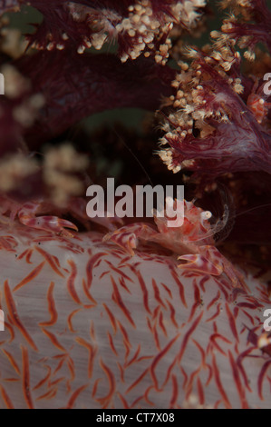 Coralli molli (granchio Hoplophrys oatesil), Tandu Rusa sito di immersione, Lembeh Straits, Indonesia Foto Stock