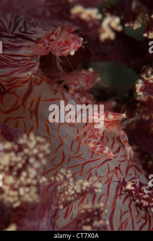 Coralli molli (granchio Hoplophrys oatesil), Tandu Rusa sito di immersione, Lembeh Straits, Indonesia Foto Stock