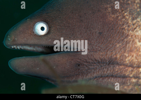 Bianco-eyed moray (la Siderea thysoidea) sul TK3 sito di immersione, Lembeh Straits, Indonesia Foto Stock