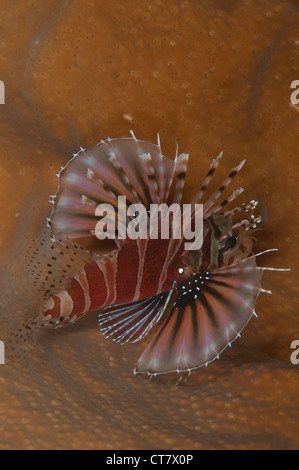 Zebra leone (Dendrochirus zebra) in stretto di Lembeh, INDONESIA Foto Stock