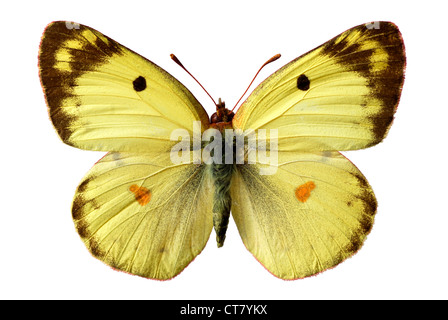 Berger è offuscato Giallo farfalla (Colias alfacariensis o sareptensis) isolato su sfondo bianco Foto Stock