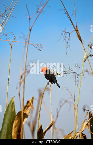 Scarlet-guidato blackbird Foto Stock