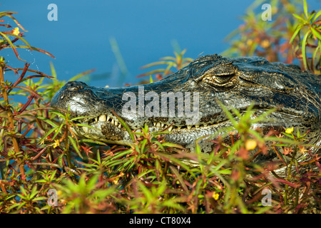 Caimano nella Laguna Ibera Foto Stock