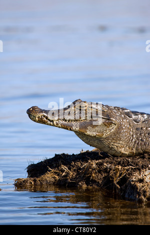 Caimano nella Laguna Ibera Foto Stock