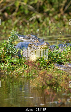 Caimano Yacares o nella Laguna Ibera Foto Stock