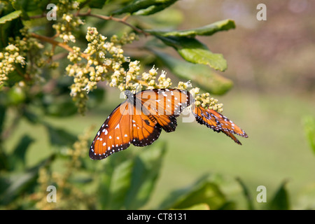 Farfalla monarca al Laguna Ibera Foto Stock