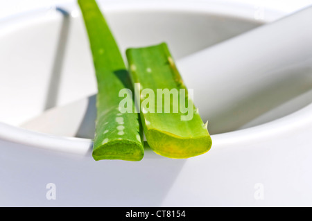 Aloe vera, anta aperta in un mortaio Foto Stock