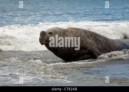 Maschio di carica Elefante marino del sud (Mirounga leonina), St Andrews Bay, Isola Georgia del Sud Foto Stock