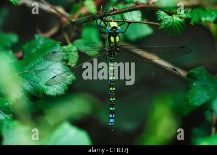 Un Southern hawker dragonfly a riposo su un rovo REGNO UNITO Foto Stock