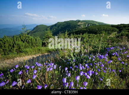 Bel paesaggio di montagne dei Carpazi con prato fiori blu Foto Stock