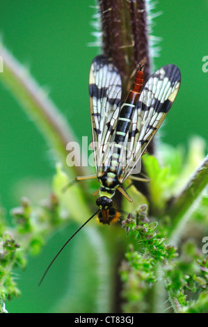 Scorpione fly REGNO UNITO Foto Stock