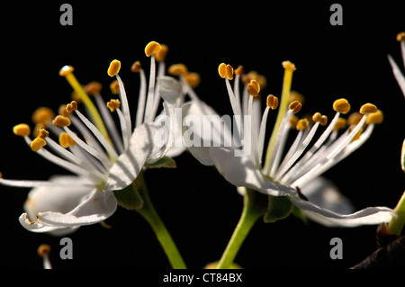 Bellissimi fiori di prugnolo o blossom REGNO UNITO Foto Stock