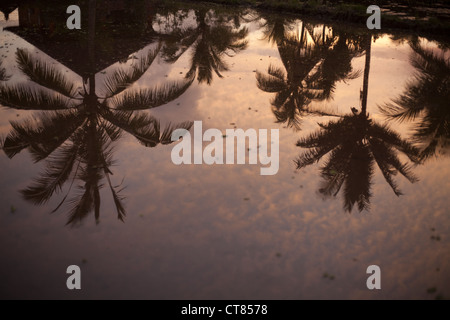 Alberi di palma riflessa in campi di riso come il sole tramonta in Ubud, Bali, Indonesia Foto Stock