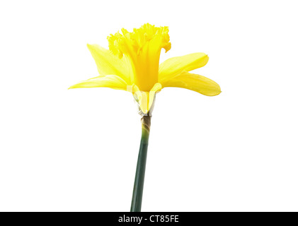 Giallo narciso Foto Stock