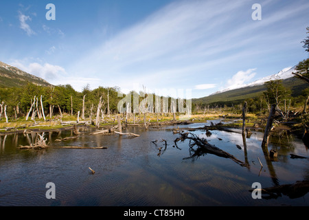 Castorera o Beaver Dam nel Parque Nacional Tierra del Fuego Foto Stock