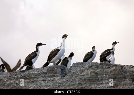 Re cormorani su Isla de Pajaros nel Canale di Beagle Foto Stock