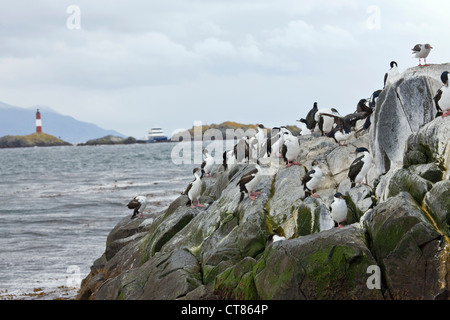 Re cormorani su Isla de Los Lobos nel Canale di Beagle Foto Stock